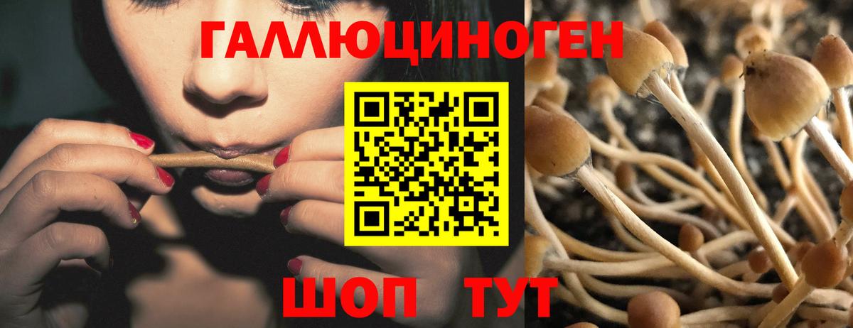 Галлюциногенные грибы Psilocybe  Псилоцибиновые грибы прущие грибы  Вход с VPN  Казань 